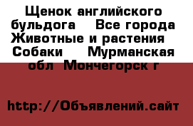 Щенок английского бульдога  - Все города Животные и растения » Собаки   . Мурманская обл.,Мончегорск г.